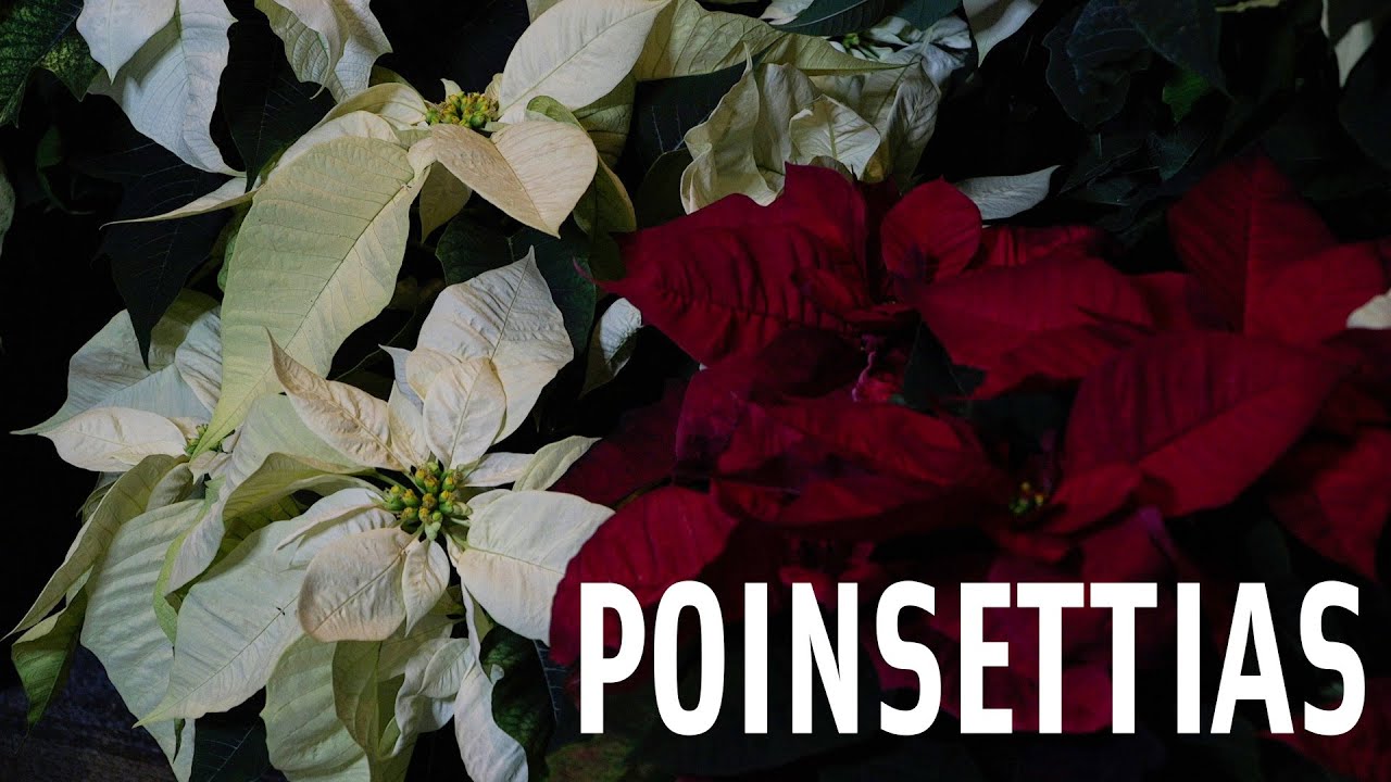 Poinsettias at Meijer Gardens