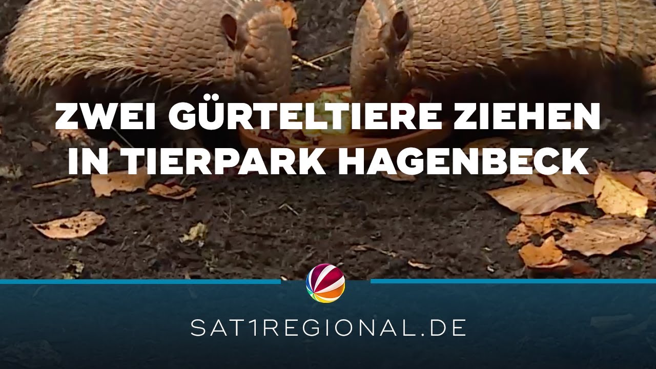 Zwei G&uuml;rteltiere sind die neue Attraktion im Tierpark Hagenbeck