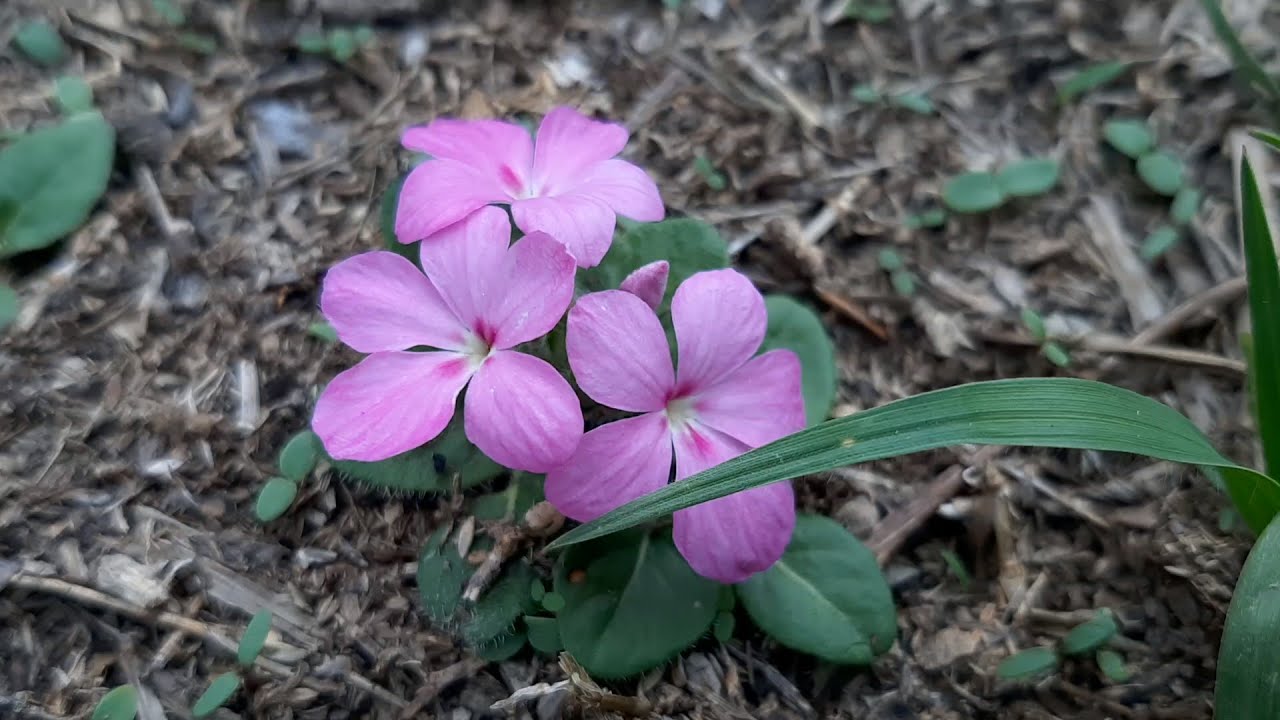 Stenandrium diphyllum - Stenandrium dulce - flora argentina - plantas silvestres