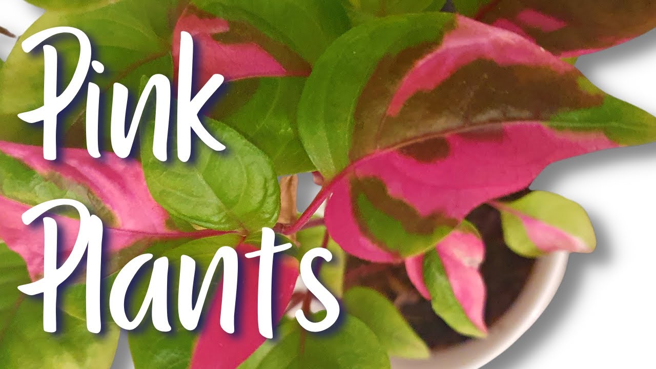 Pink Plant Collection  | Pink Houseplant Tour