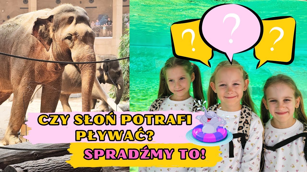 Kąpiel słoni. Figlarny pingwin. Kto z nami tańczy? || ZOO ŁÓDŹ