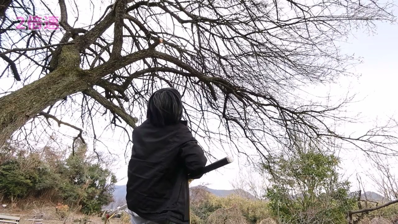 要らない土地問題に向き合う④どでかい梅をテキトーに切る！