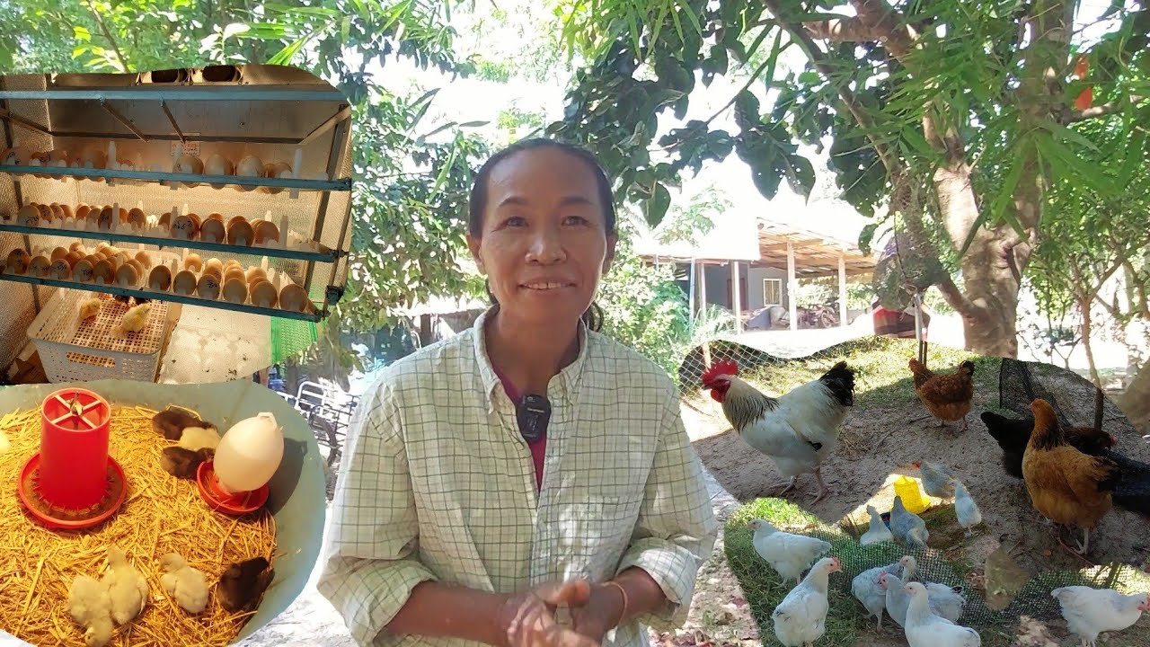 Ep.1 เลี้ยงไก่พันธุ์ไข่ต้นน้ำ สายพันธุ์ต่างประเทศ มีเท่าไหร่ก็ไม่พอขายโทร.0800792415 แม่บัวสอน