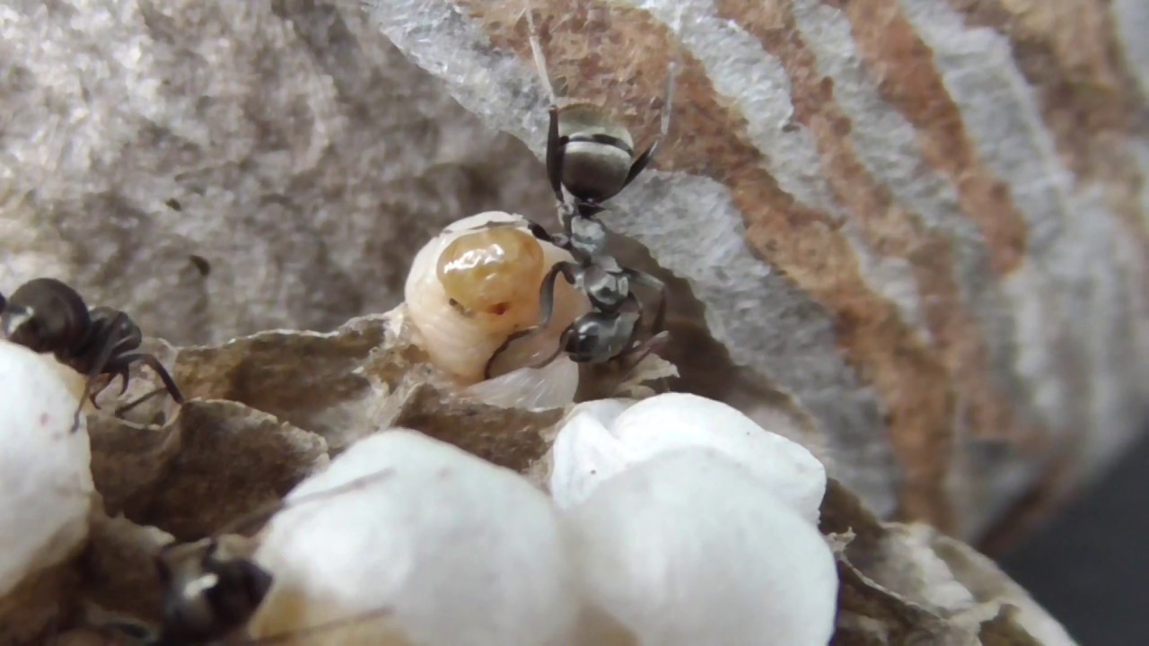 Ants vs Hornet Larvae