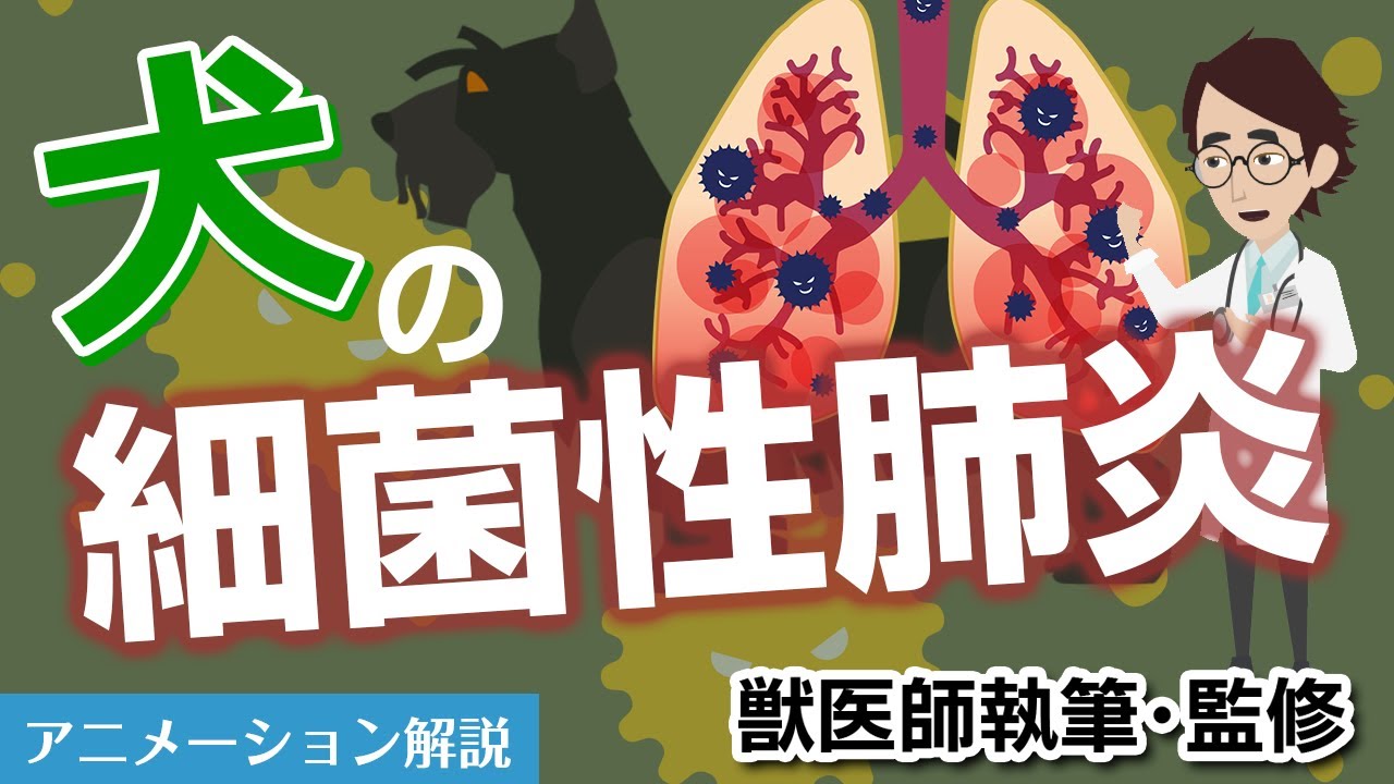犬の細菌性肺炎について【獣医師執筆監修】症状から治療方法