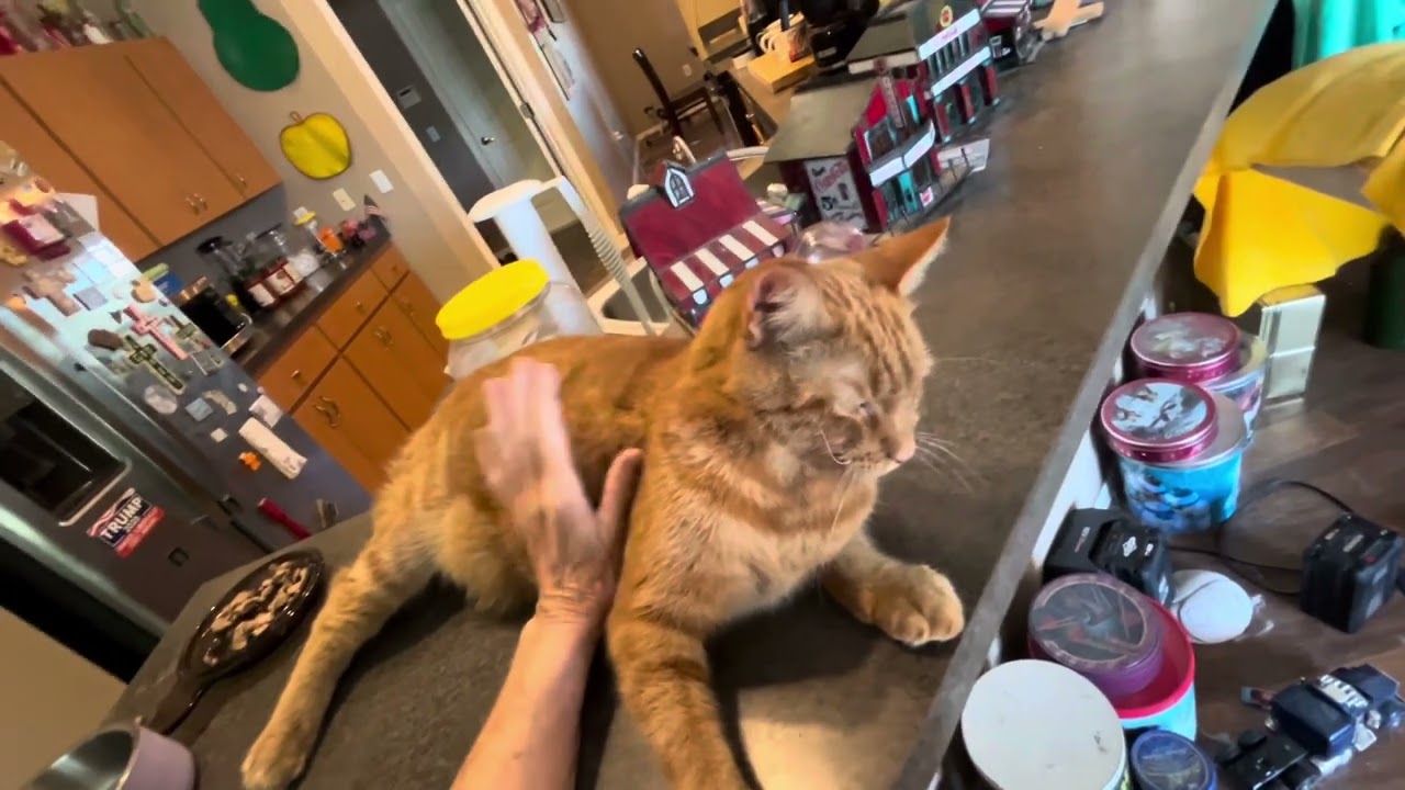 CHICKEN AND TURKEY NOT FAMILY