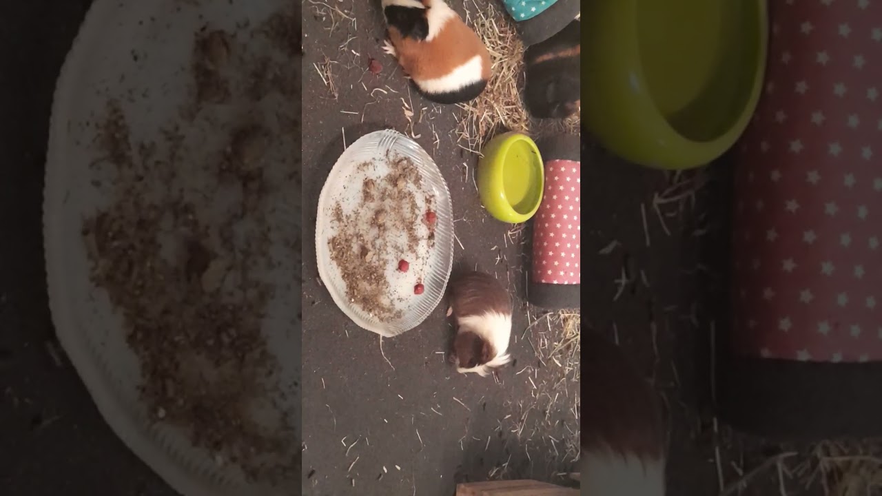 Zum ersten Mal, Knusper-Gemüsekugeln!