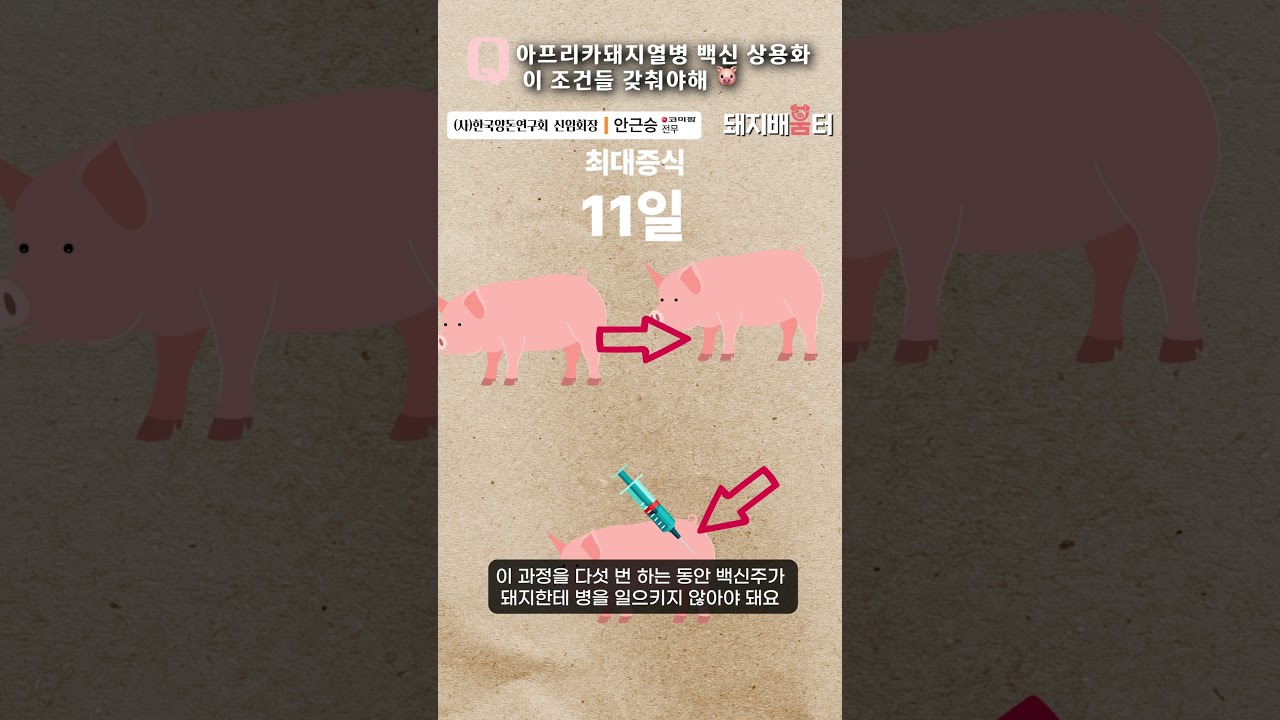 아프리카돼지열병 백신 사용화가 되려면 필요한 조건들 #ASF #아프리카돼지열병 #ASF백신