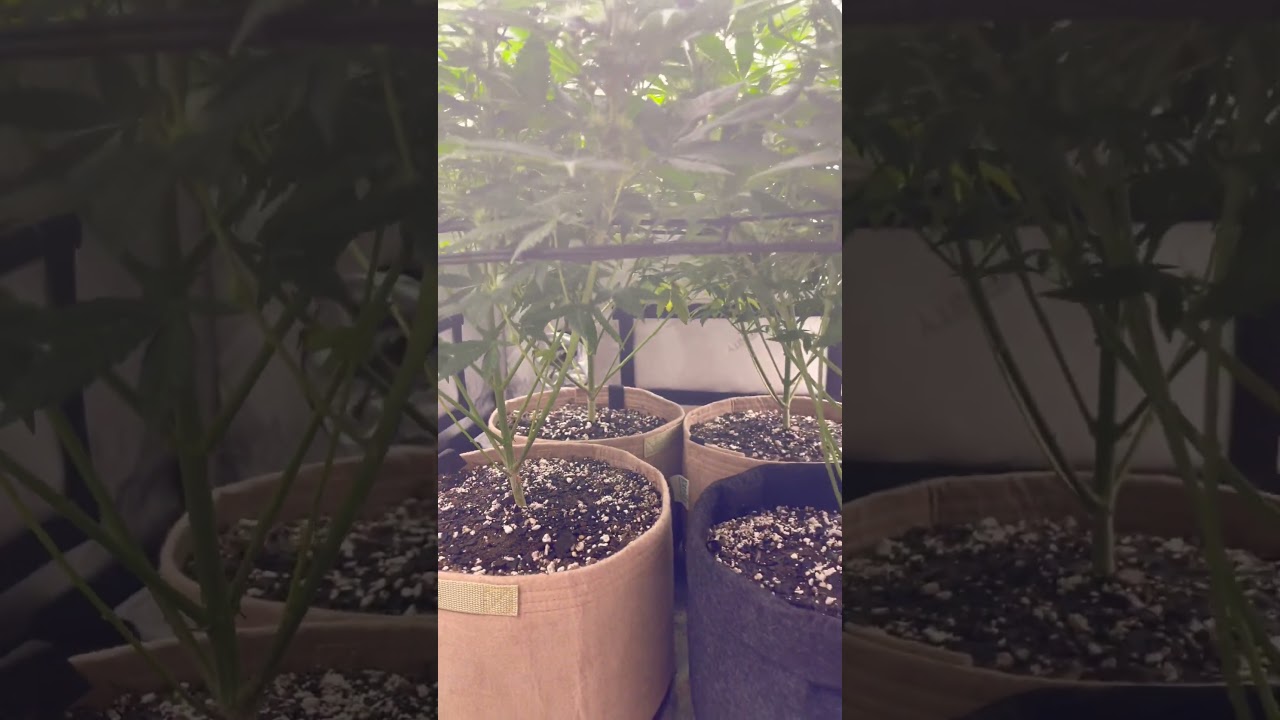 week 3 flowering stretch indoor organic gardening LST SCROG