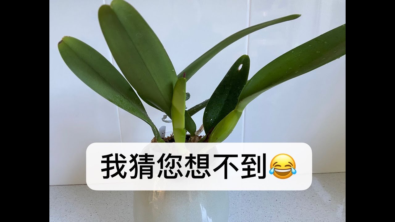 【20154】透明花盆带来的意外，给三棵卡特兰换盆 //静姐说花341