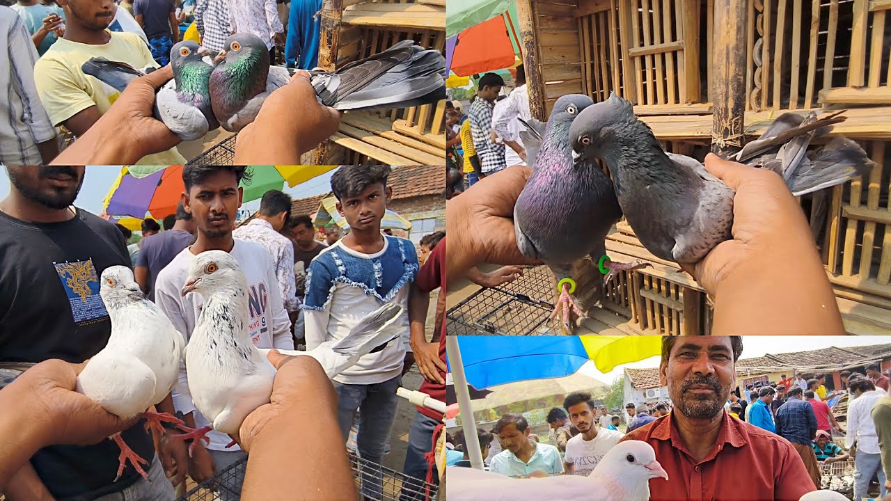 400- দেশি গিরিবাজ কবুতর' Beldanga Hat Murshidabad | Beldanga Pigeon Market 🔥| বেলডাঙা কবুতরের হাট 🕊