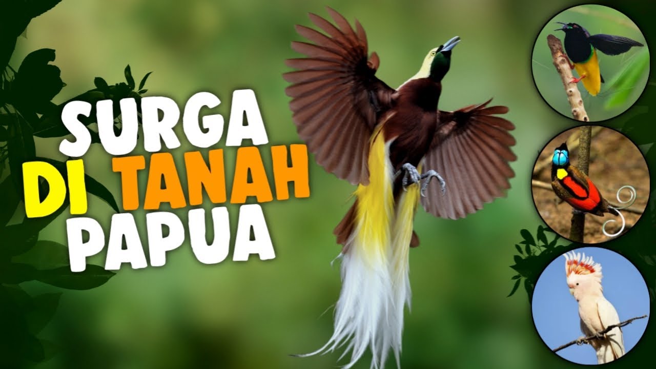Luar Biasa!! BONGKAHAN TANAH SURGA JATUH DI PAPUA - Tempatnya Para Burung Surga Berkumpul