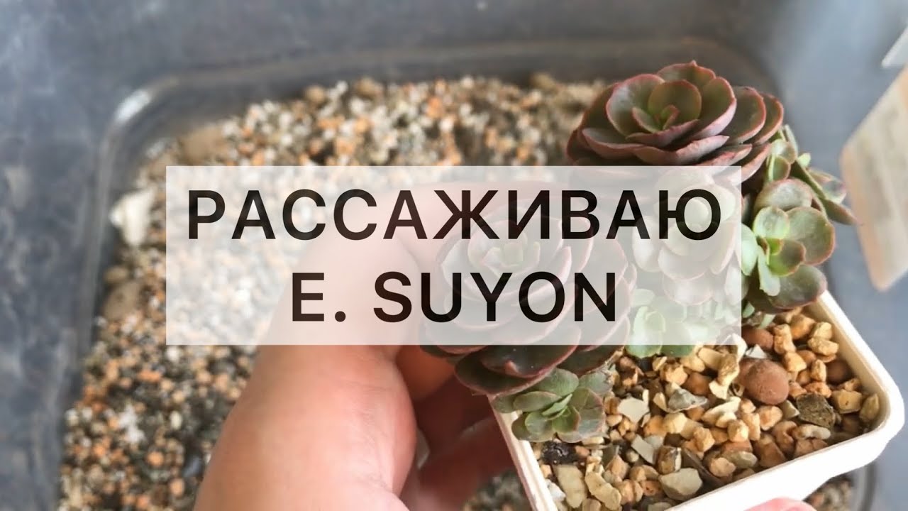 Рассаживаю E. Suyon. Одно растение растёт быстрее второго