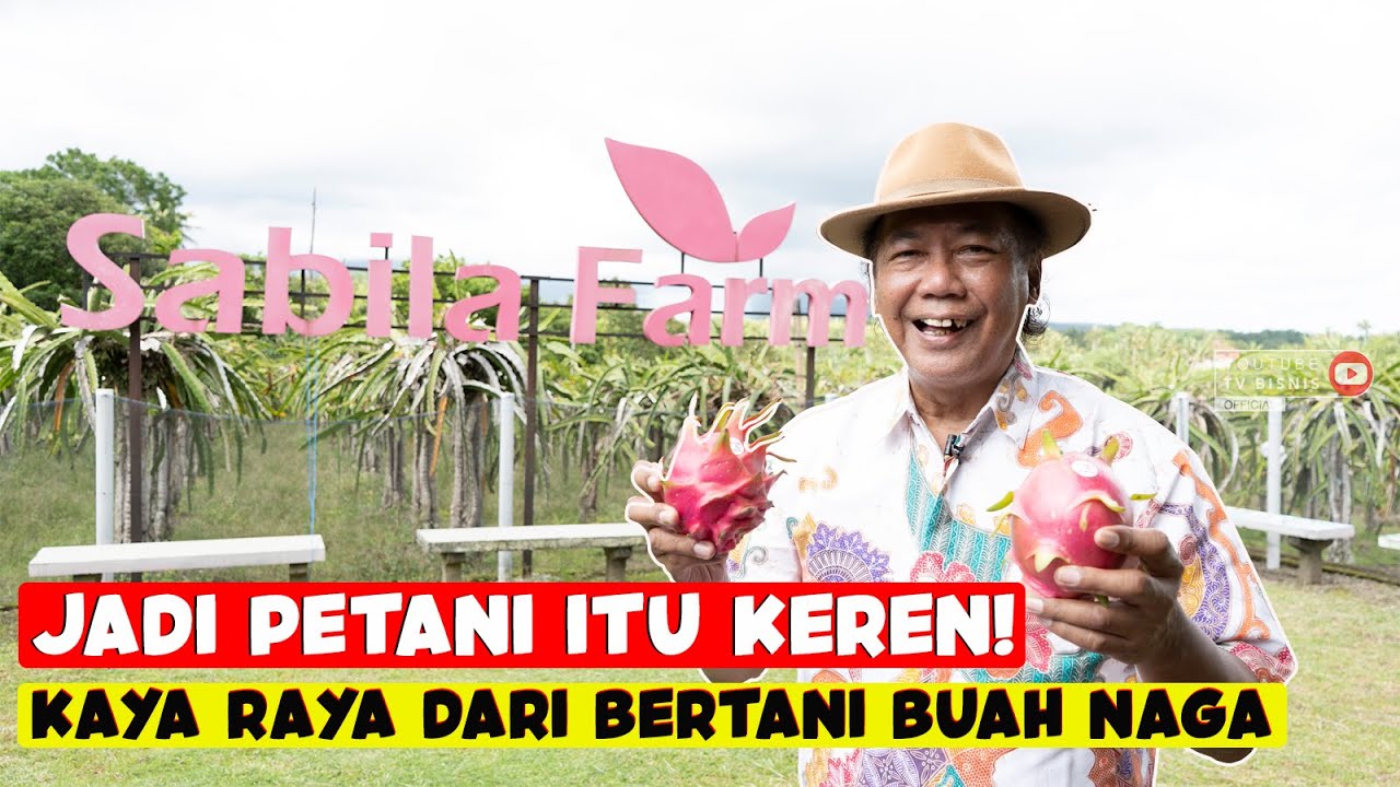 SUKSES DAN KAYA RAYA BERAWAL DARI KELOLA KEBUN BUAH NAGA