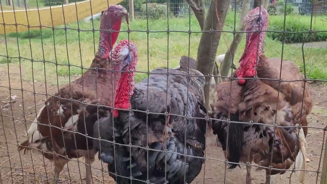 Farm Turkeys