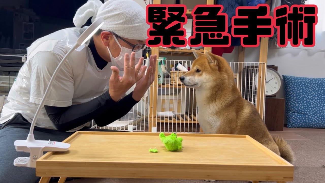 柴犬とん君お気に入りのぬいぐるみが… #柴犬　#柴犬とん