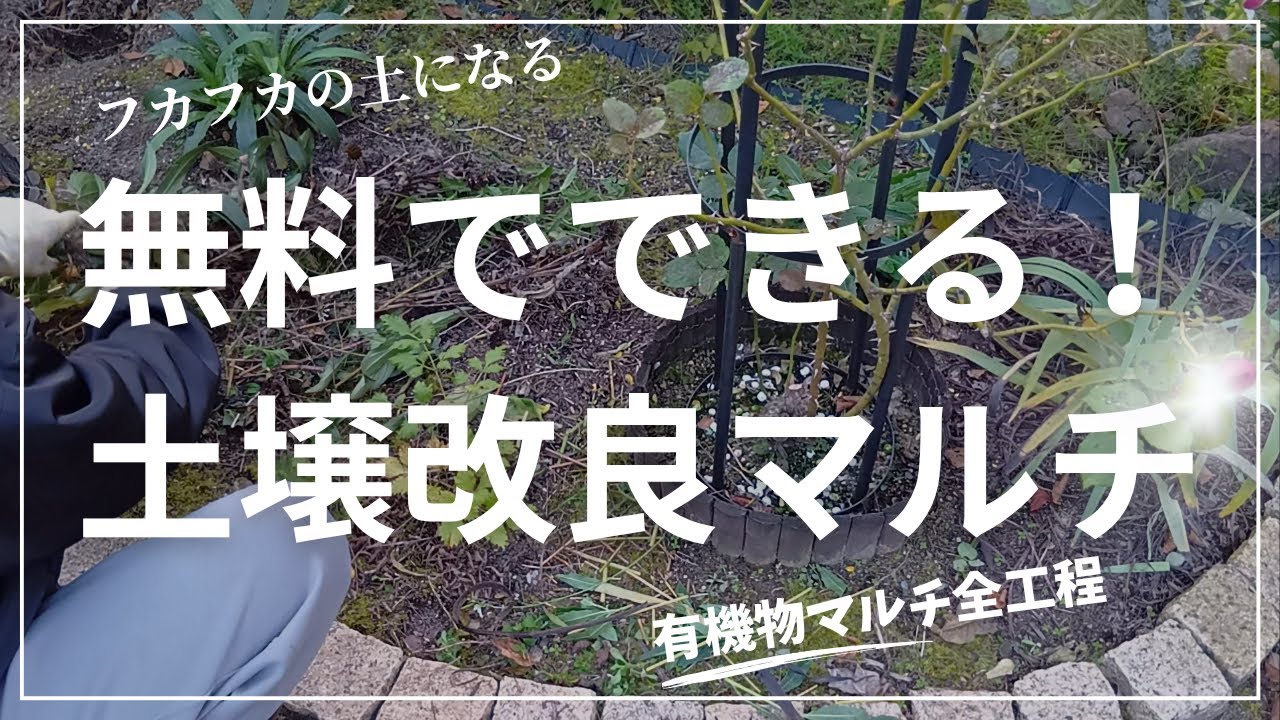 無料で手に入る材料で土壌改良する方法！有機物マルチのやり方全工程