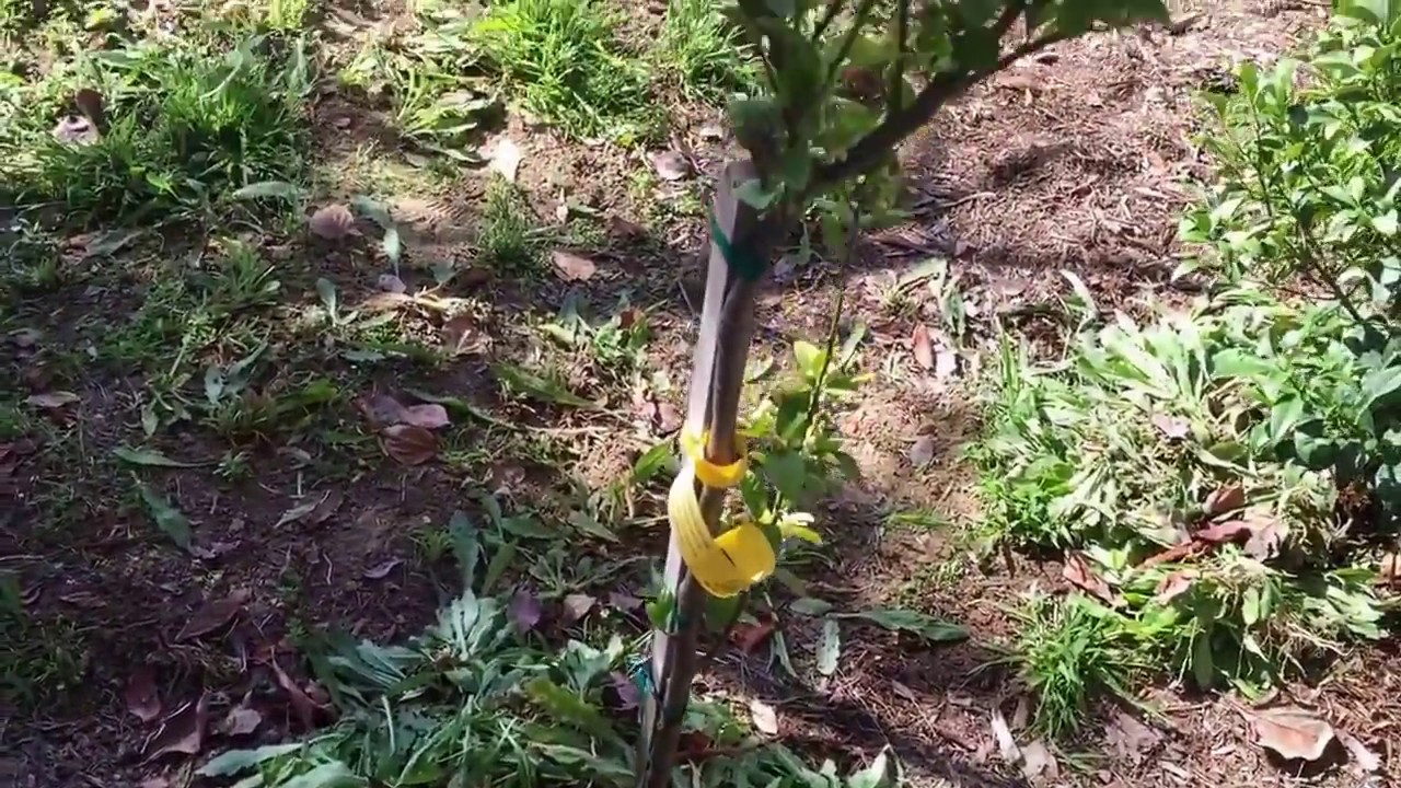 Amazing Healthy Trees by Mulching and Reusing/Recycling  Weeds
