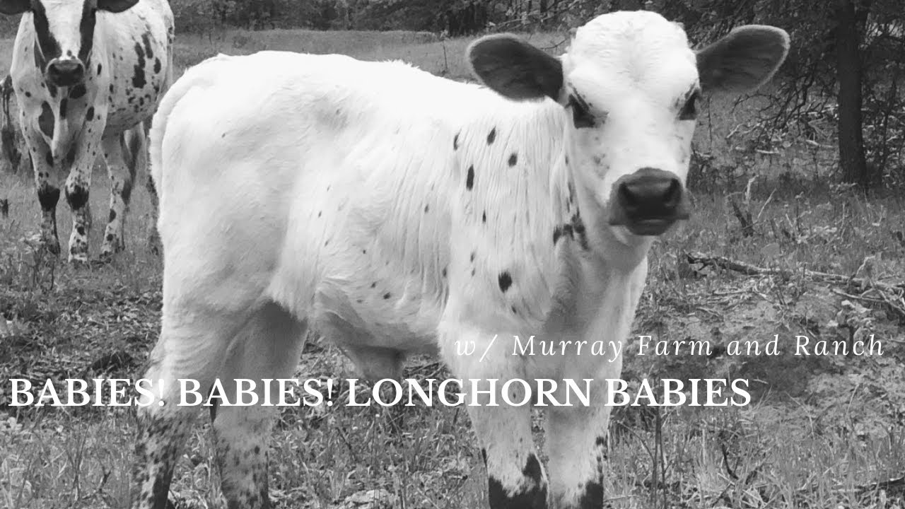Babies, babies, Longhorn Babies everywhere! w/ Murray Farm and Ranch