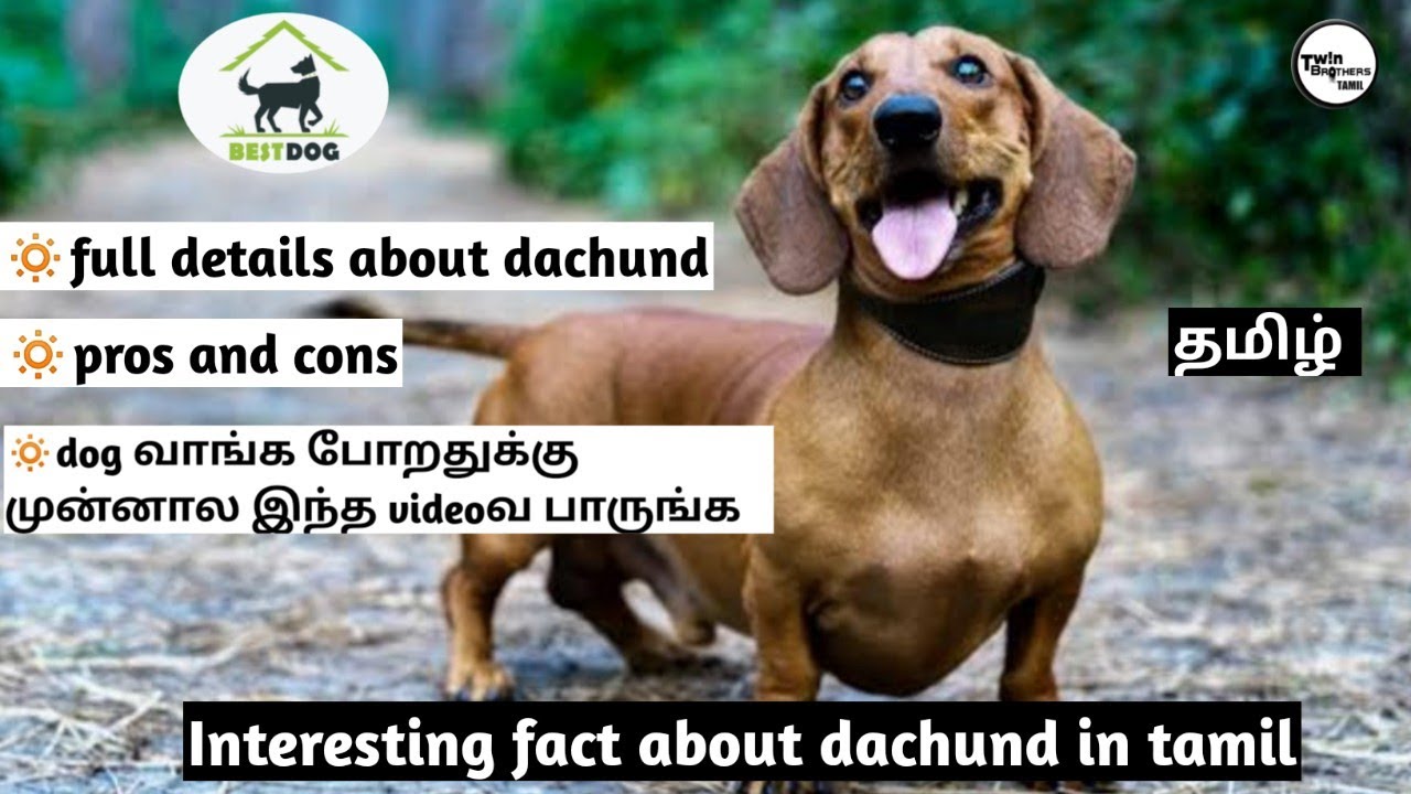 Interesting fact about dachund dog in tamil |twinbrotherstamil| |dachund|