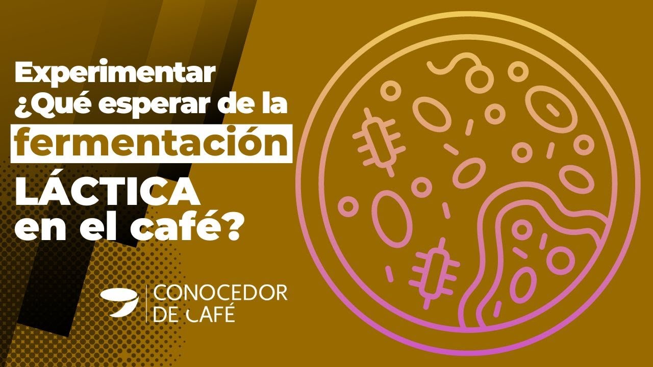 Experimentar para medir y evolucionar | Fermentación Láctica de Café