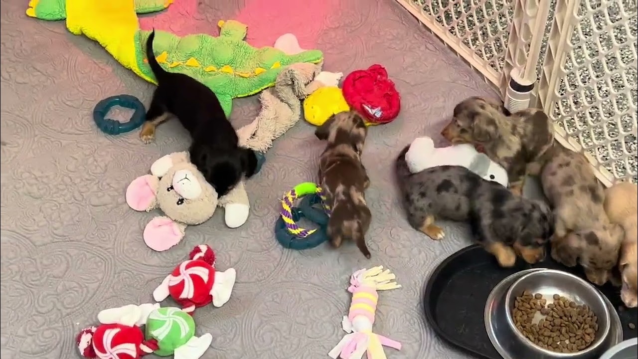 Pansy's W Litter 5 Weeks Old