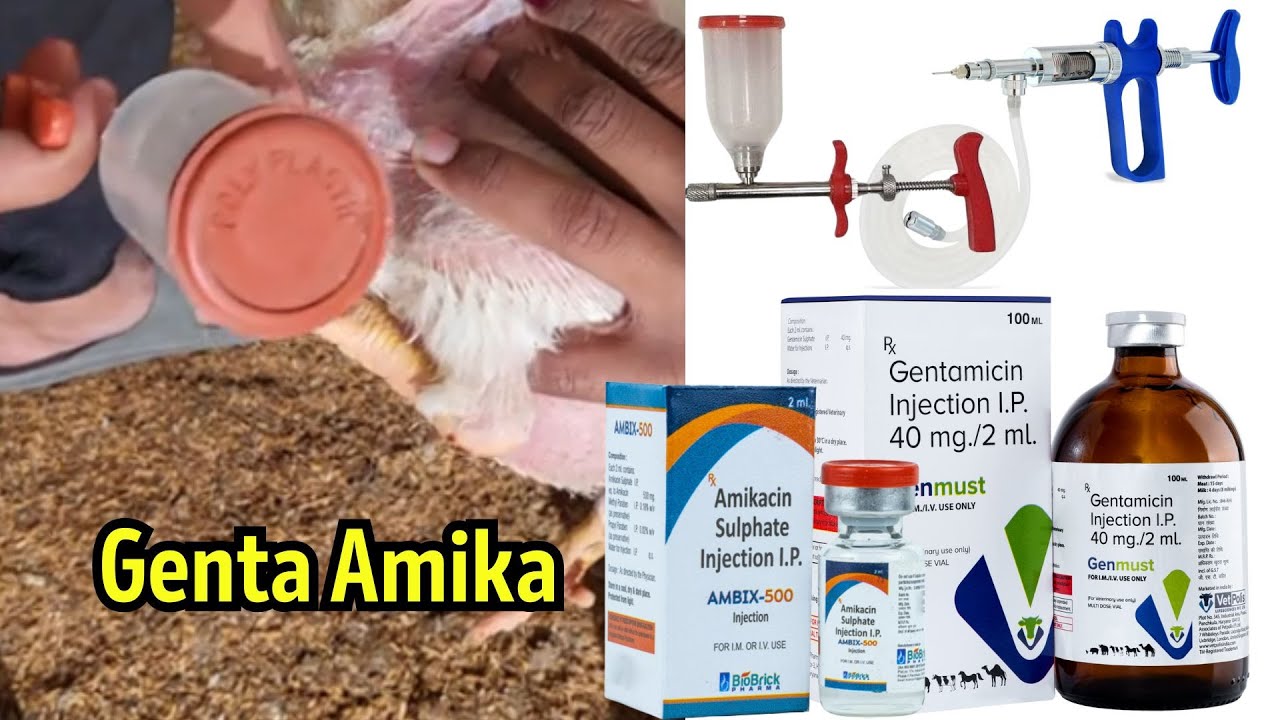 How to Vaccinate Broiler Birds during Infection| Gentamicin Amikacin