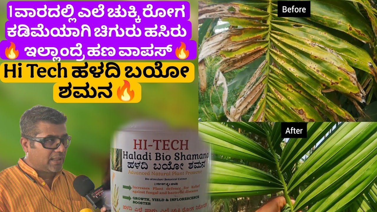 Hi Tech ಹಳದಿ ಬಯೋ ಶಮನ‼️ 1 ವಾರದಲ್ಲಿ ಎಲೆ ಚುಕ್ಕಿ ರೋಗ ಕಡಿಮೆಯಾಗಿ ಚಿಗುರು ಹಸಿರು 🔥 ಇಲ್ಲಾಂದ್ರೆ ಹಣ ವಾಪಸ್🔥