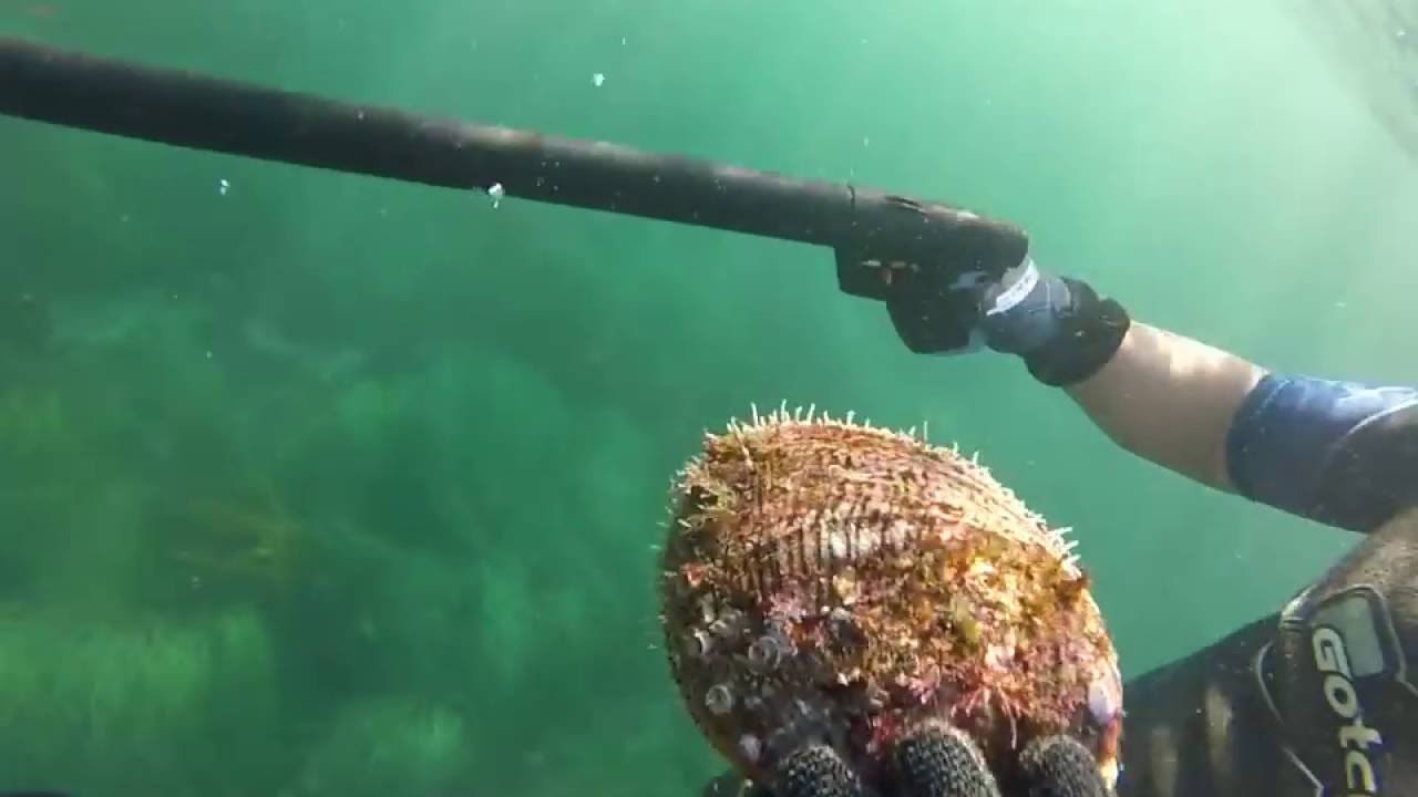 Huge abalone 鲍鱼 in Mexico