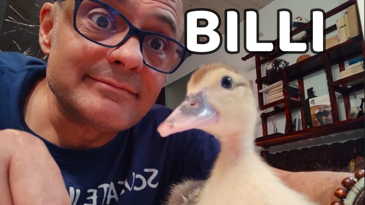 IO SONO BILLI Vi presento l'anatra Billi