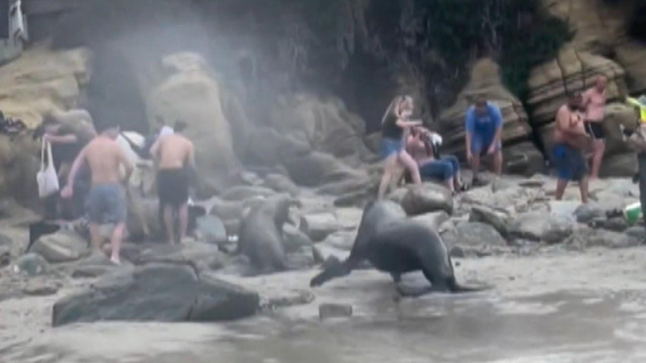 Beachgoers Flee as Sea Lion Charges Out of Water
