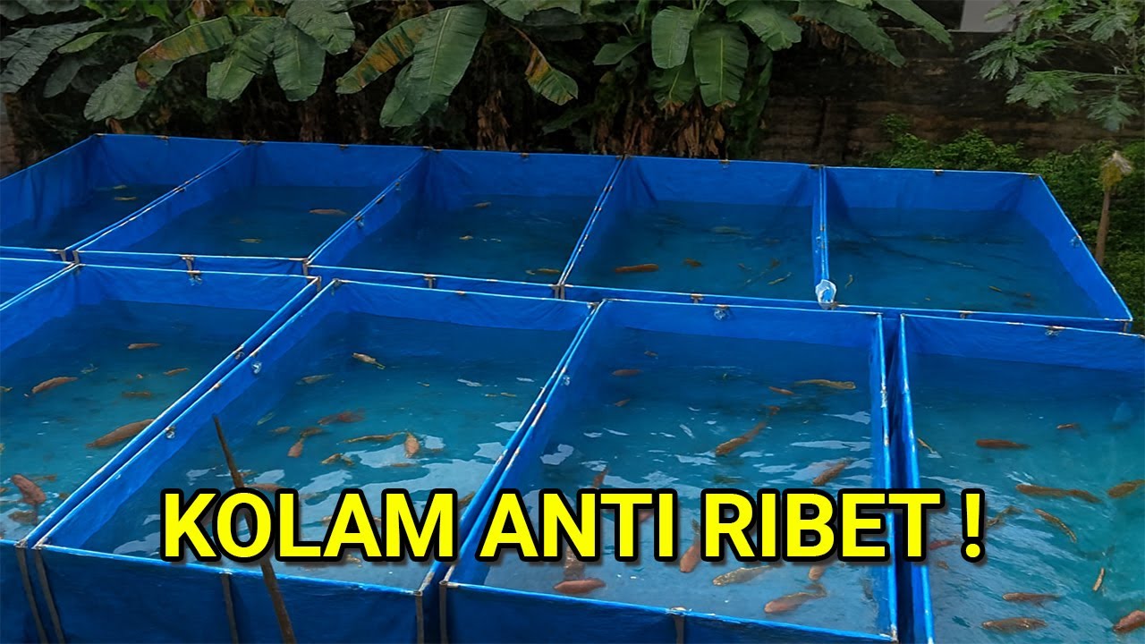 BUDIDAYA IKAN TANPA AIR MENGALIR! HEMAT LISTRIK, PRAKTIS, COCOK UNTUK PEMULA
