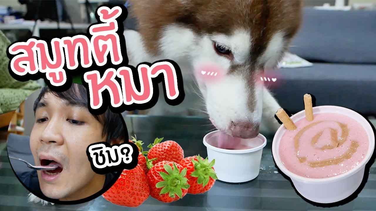 ทำสมูทตี้หมา! + ASMR หมาสุดฟิน // นี่กินหรืออาบ เละเทะสุด!