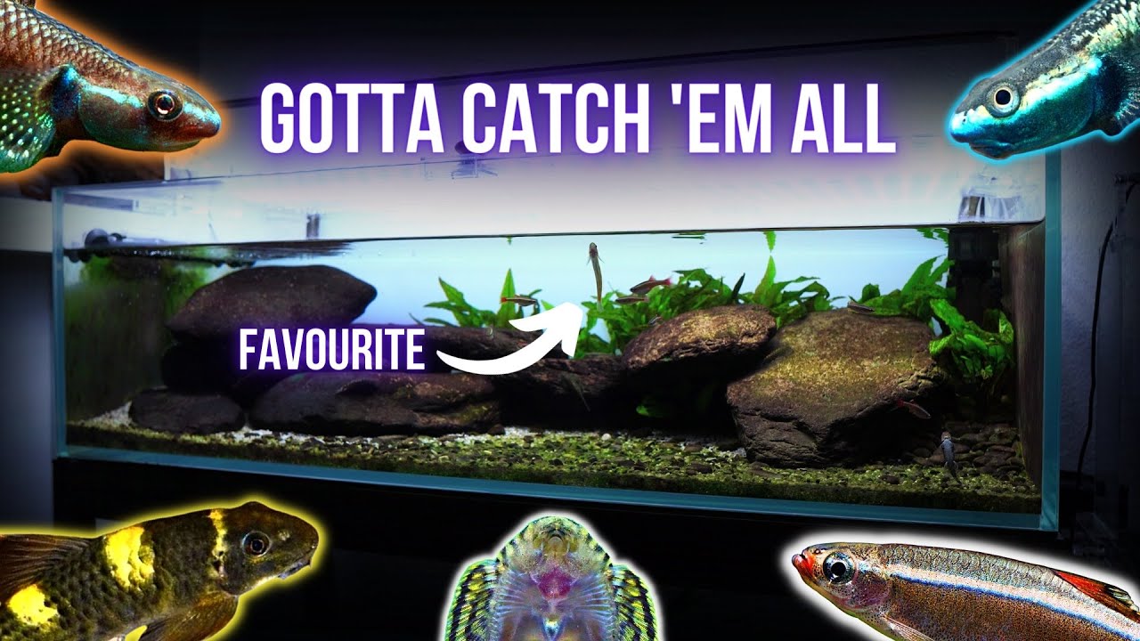 290 days later RIVER AQUARIUM is full of life | EP8 HILLSTREAM AQUARIUM