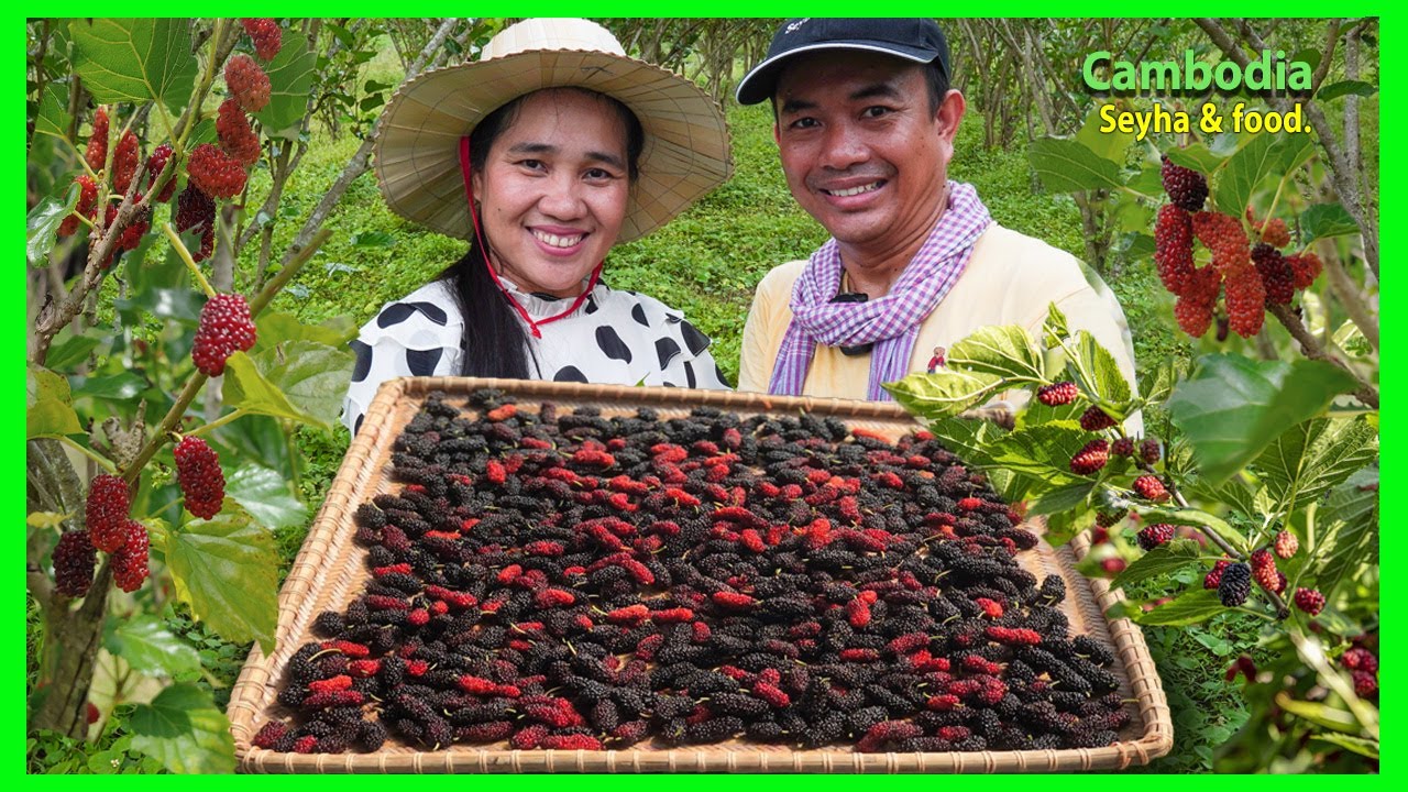 Visit Khmer Mulberry Garden In BTB! Enjoying With Street Food Tour In Rural.