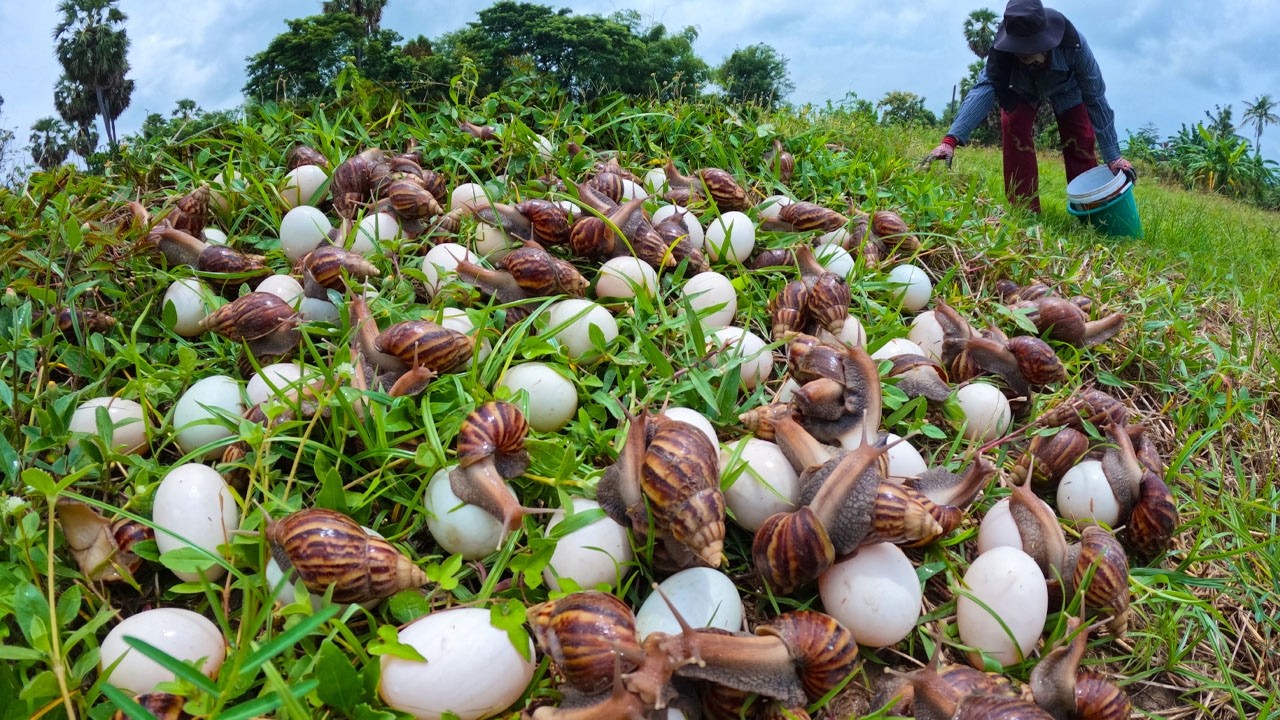 Harvesting Thousands of Giant Snails and Eggs in the Green Grass