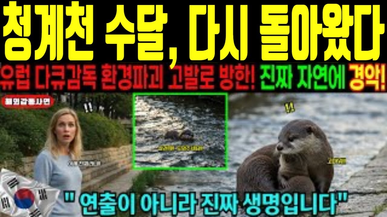 [해외감동사연] 청계천에 돌아온 야생 수달 이야기│외국 다큐 제작진도 주목한 서울 생태의 변화