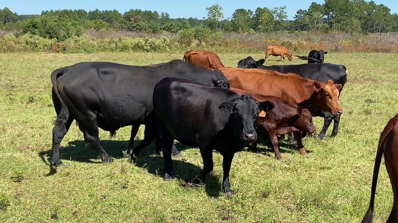 How to improve your ranch much faster - Jaime Elizondo