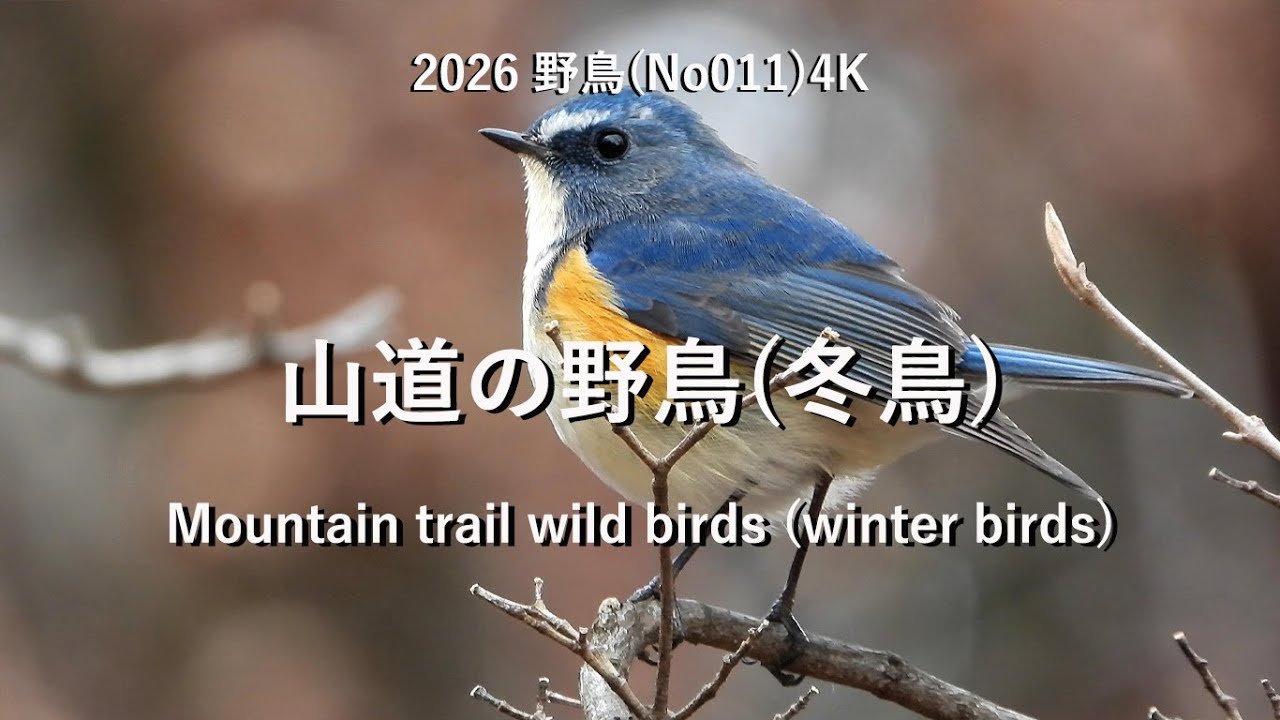 2026山道の野鳥(冬鳥)4k(No011)Mountain trail wild birds (winter birds) #野鳥