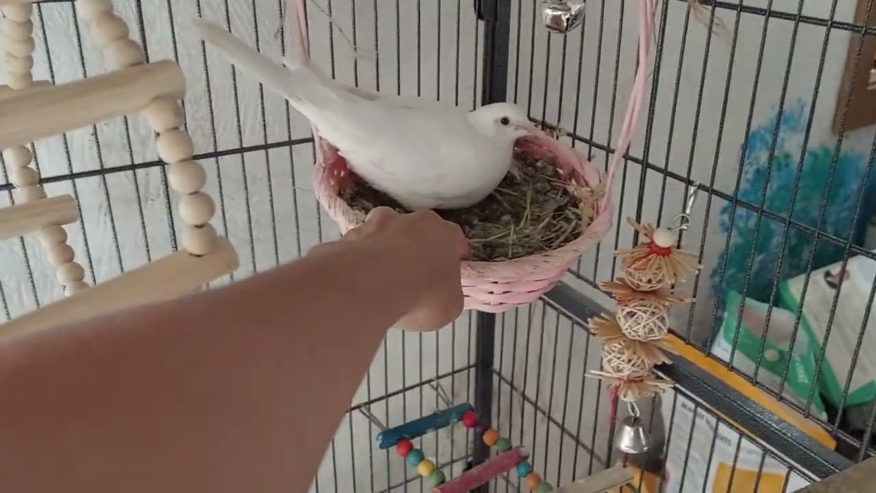 some Ringneck dove tips
