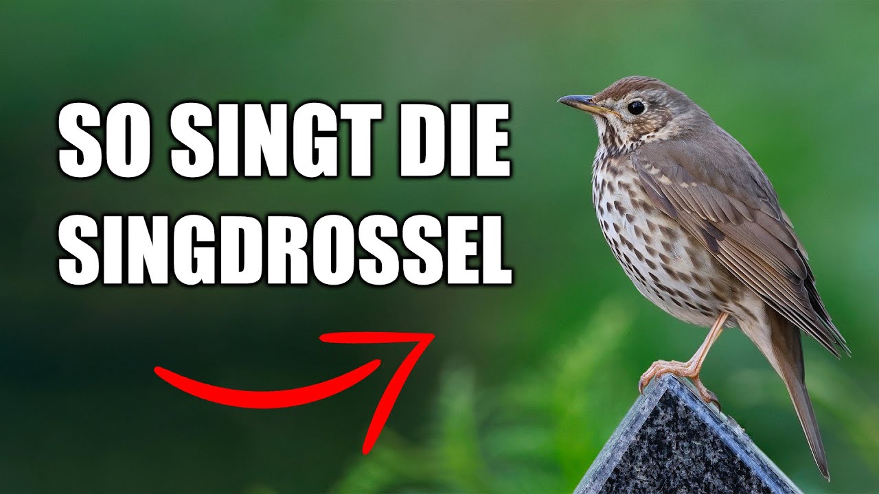 Singdrossel - Vogelstimmen lernen