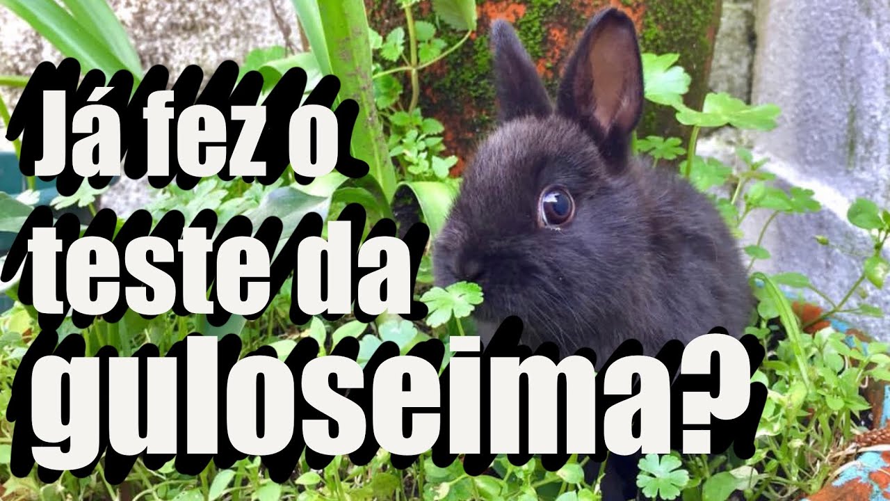 TRUQUES E DICAS PARA DETETAR DOENÇAS NUM COELHO (TESTE DA GULOSEIMA)