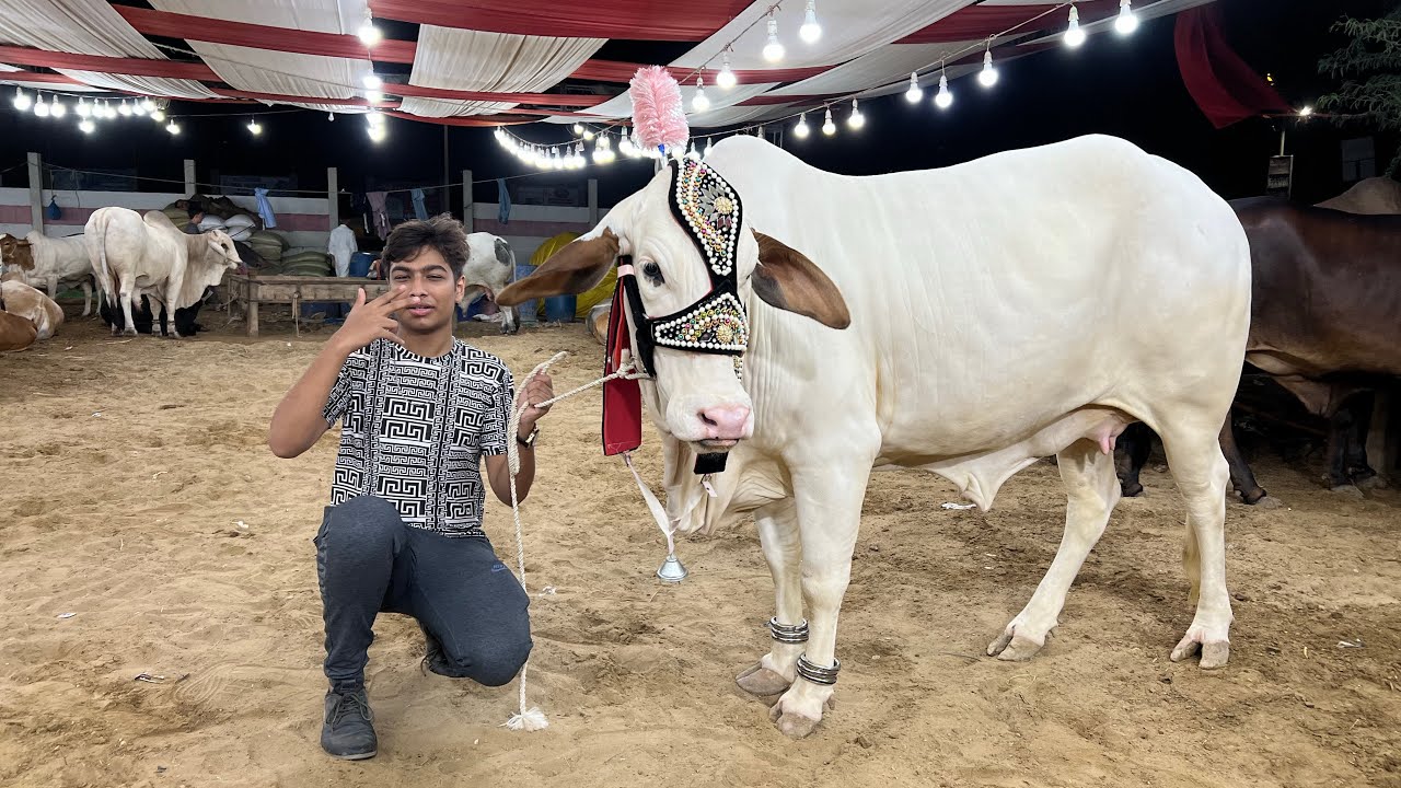 FINALLY! I bought my COW 2023! || 4 janwar leliye!