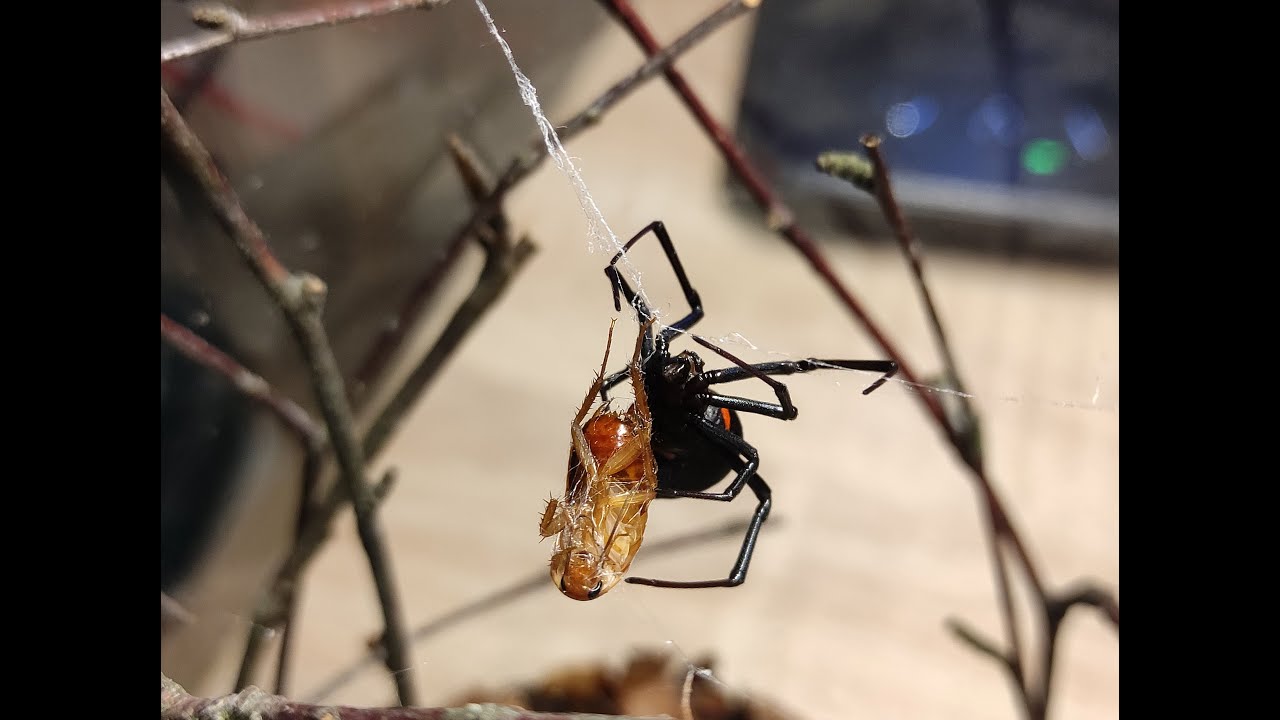 Latrodectus Menavodi black widow spider feeding