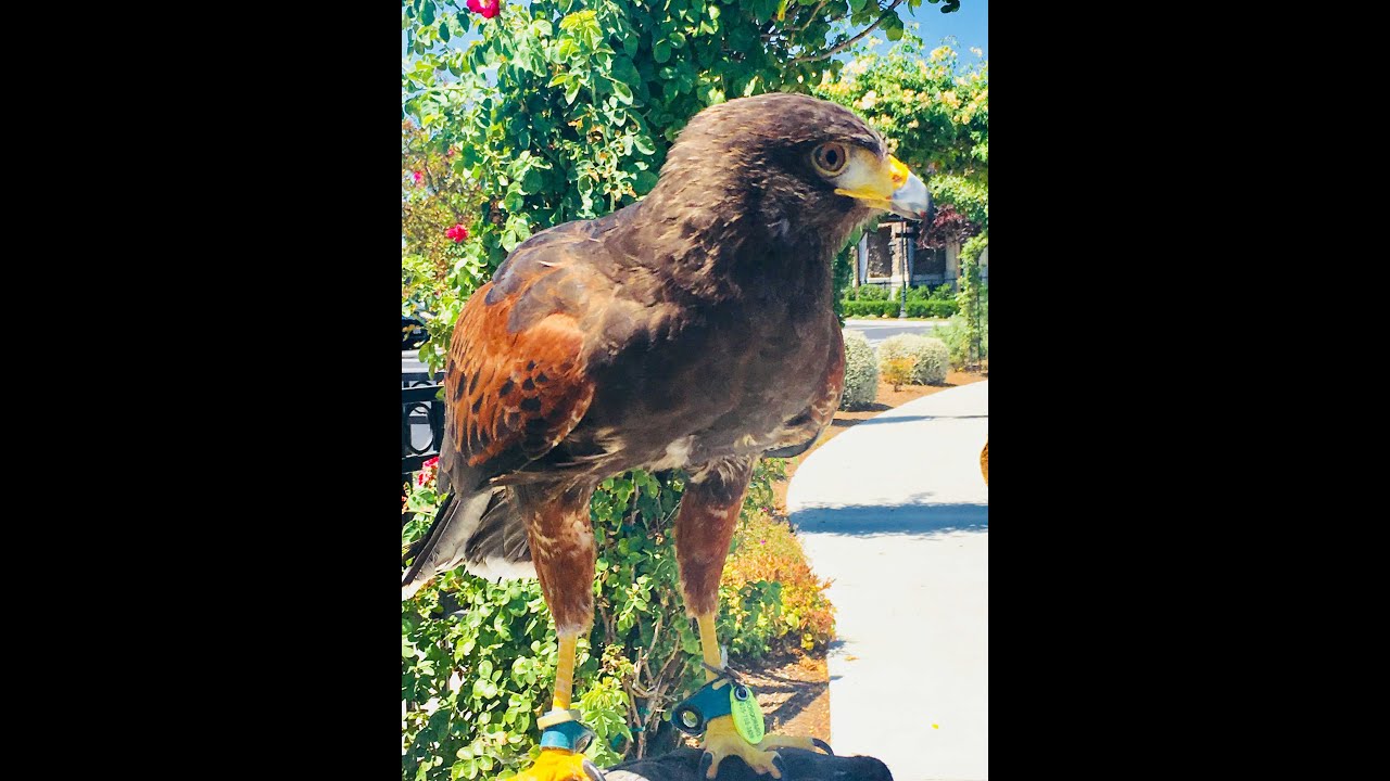 Target’s Secret Weapon 🦅✨ Falconer vs. Pigeons (Slow Motion)