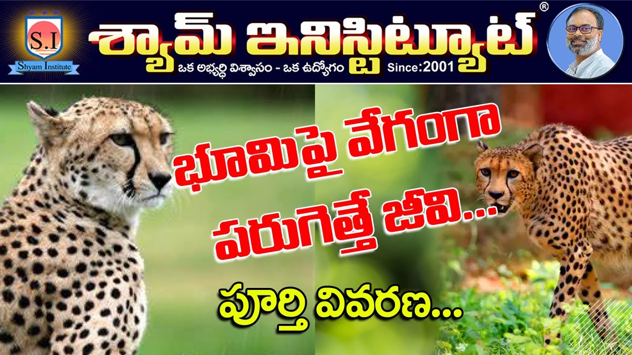 Re-Entry of the Cheetah | India | SHYAMINSTITUTE