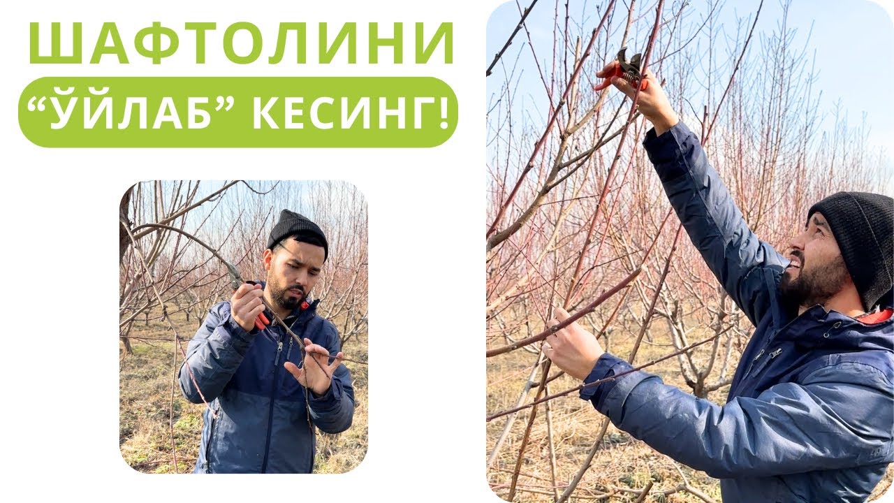 ШАФТОЛИНИ "ЎЙЛАБ" КЕСИШ БЎЙИЧА ВИДЕО!