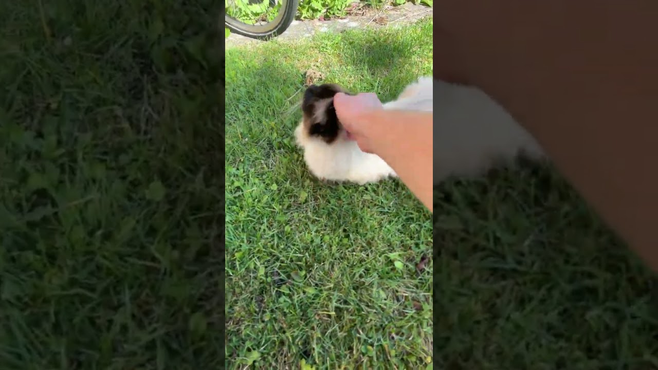 Jeg har stj&aring;let en kat 🤫 @DenMandigeElg