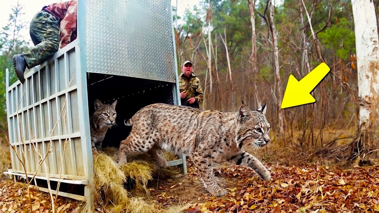 Bobcats Chained Their Whole Lives Take Their First Free Steps — What Happens Next Shocked Everyone
