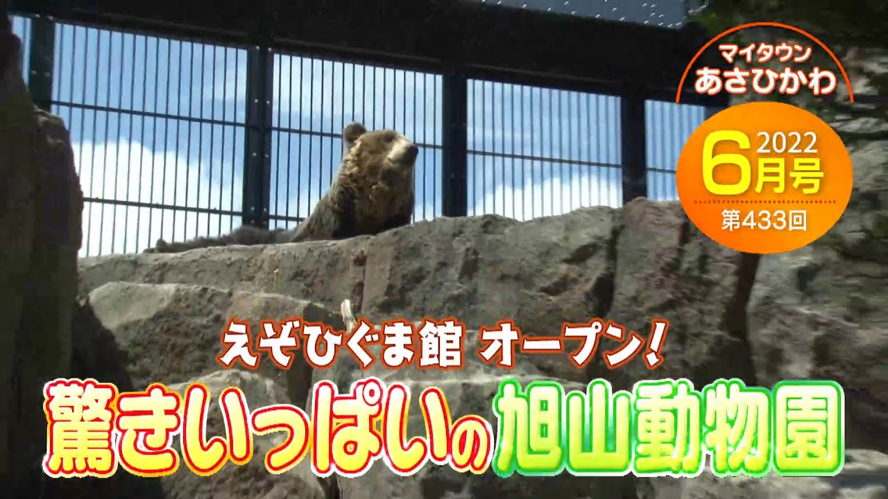 マイタウンあさひかわ「えぞひぐま館オープン！驚きいっぱいの旭山動物園」2022年6月26日放送